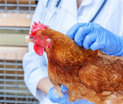 Gamot sa manok na pumipilipit ang leeg .
